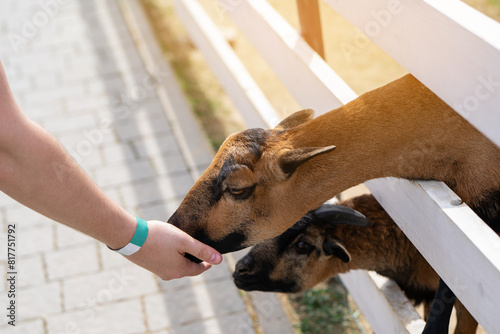 A boy feeds a brown cameroonian sheep grass in a petting zoo. Be closer to animals and nature. Close-up photo