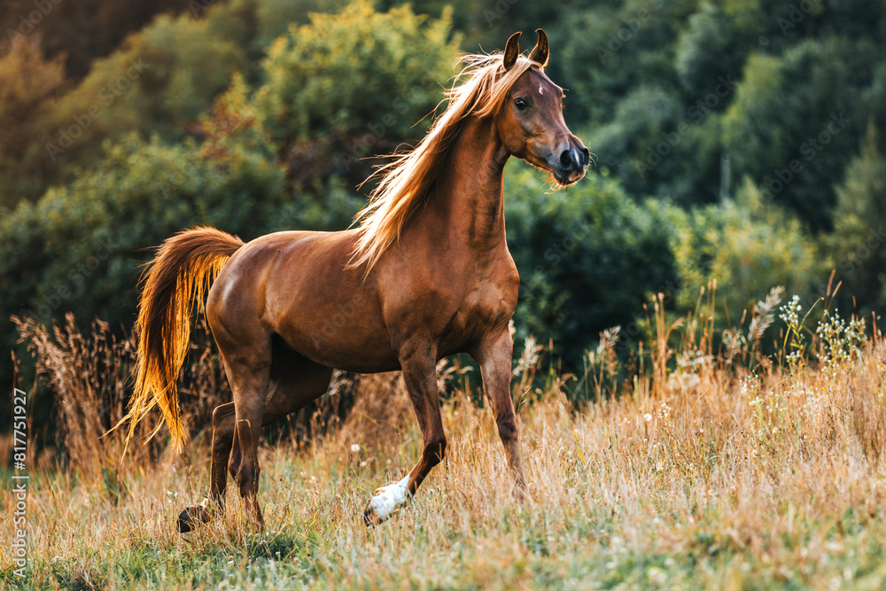 Fototapeta premium Vollblutaraber Stute