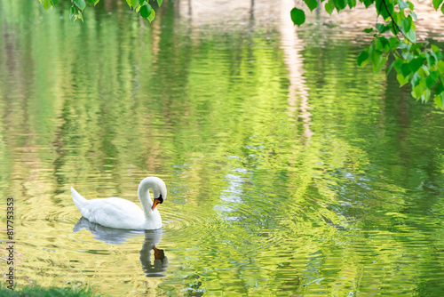 A white swan swims in a city lake on a spring day.