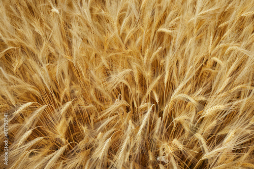 A top-down view of a field of wheat, with the golden stalks swaying in the wind and creating a textured landscape. 