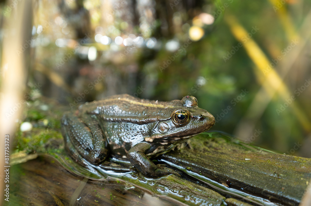 Aga toad, bufo marinus sitting on a tree log, amphibian inhabitant in wetland eco system, Haff Reimech Aga toad, bufo marinus sitting on a tree log, amphibian inhabitant in wetland eco system, Haff Reimech