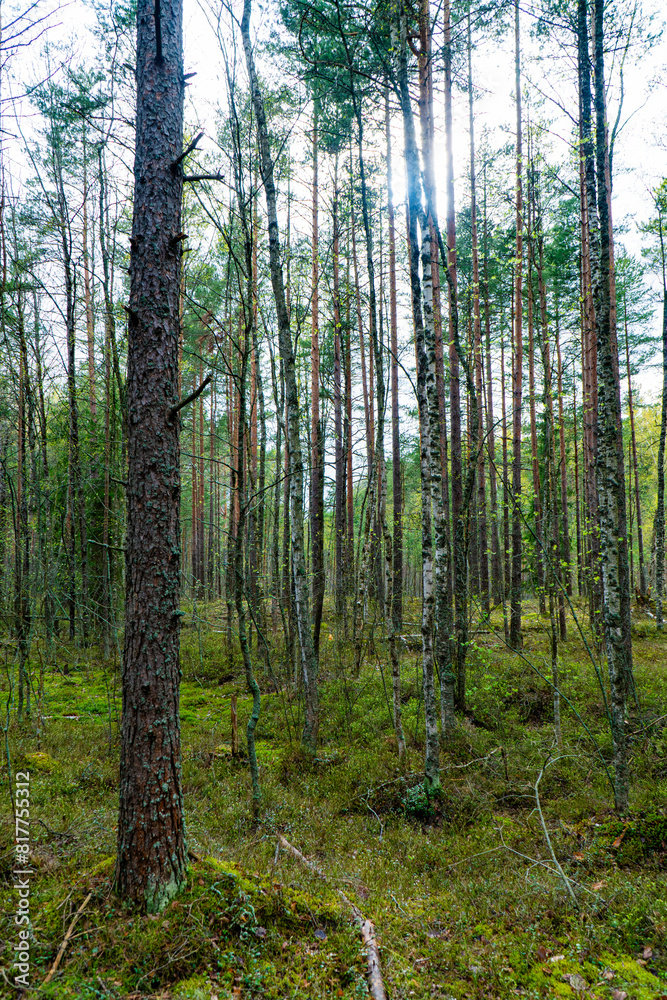 Captivating image of sunlight piercing through the dense, mixed forest, highlighting the rich diversity of tree species and the vibrant undergrowth. Captivating image of sunlight piercing through the dense, mixed forest, highlighting the rich diversity of tree species and the vibrant undergrowth.