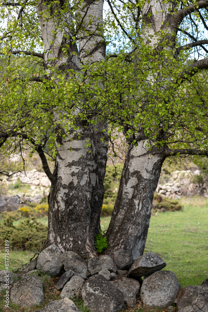 Obraz premium tree in the forest