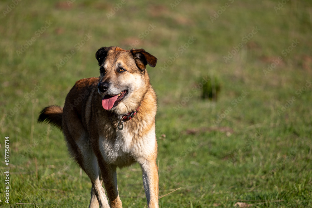 german shepherd dog