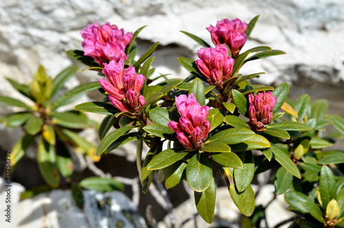 Closeup of Alpenrose flower (Rhododendron ferrugineum) near from La Plagne in France.