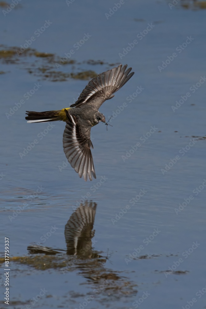 Grey wagtail soars over the sparkling blue waters of a beach, its wings outstretched Grey wagtail soars over the sparkling blue waters of a beach, its wings outstretched