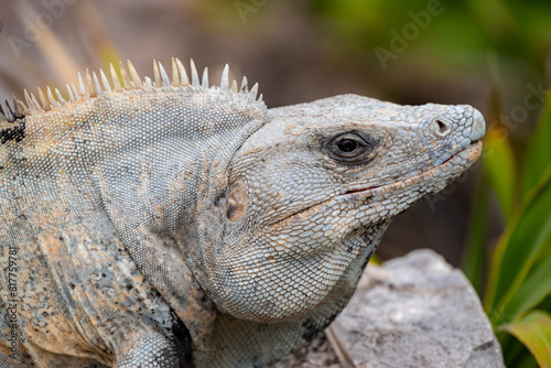 Closeup of an iguana on ruins in Tulum  Mexico