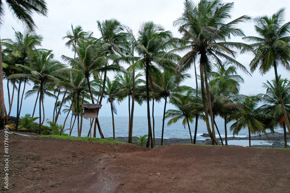 Fototapeta premium a few trees and a beach and some dirt ground with some water, Sao Tome, Africa