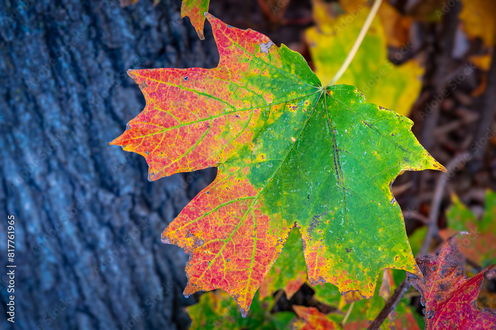 Vibrant red maple leaf lies on the ground next to a tall, mature maple tree. Vibrant red maple leaf lies on the ground next to a tall, mature maple tree.