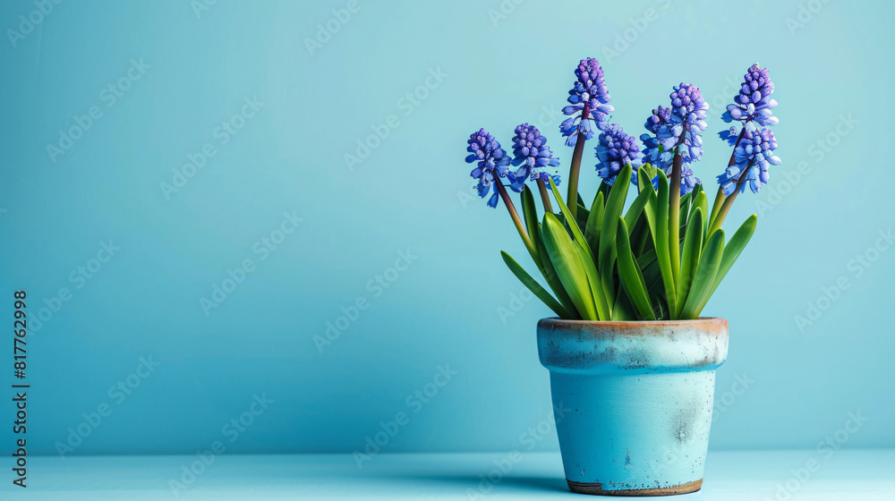 Pot with blooming grape hyacinth plant Muscari on blue