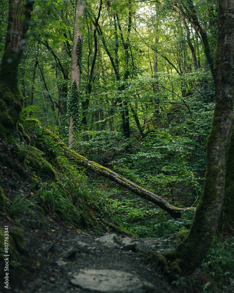 Scenic view of a forest trail with a variety of trees and shrubs in the background. Scenic view of a forest trail with a variety of trees and shrubs in the background.