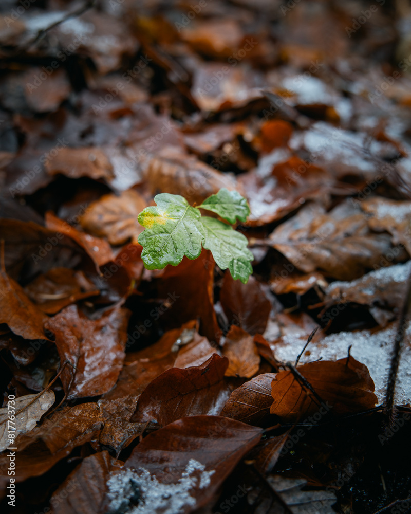 Close-up of a small plant with snow-covered leaves on the ground. Close-up of a small plant with snow-covered leaves on the ground.