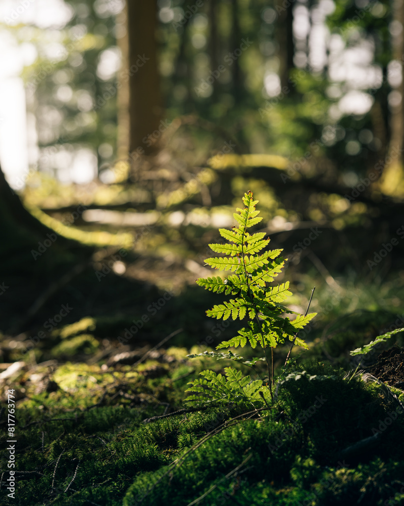 Vibrant young tree growing in the lush green forest surrounded by mossy rocks. Vibrant young tree growing in the lush green forest surrounded by mossy rocks.