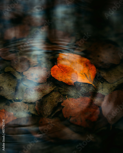 Vibrant autumn leaf floating on the surface of a lake full of fallen leaves.