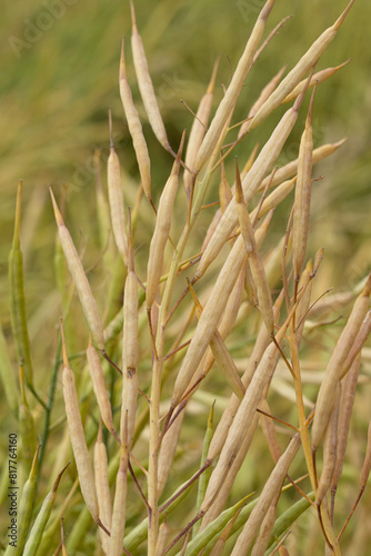 Rapeseed seed pods, Stems of rapeseed, Green Rapeseed field