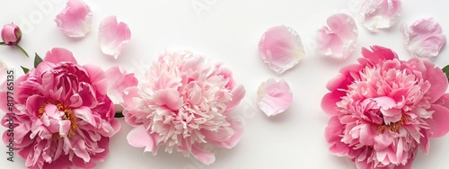 peony flowers on a white background. selective focus