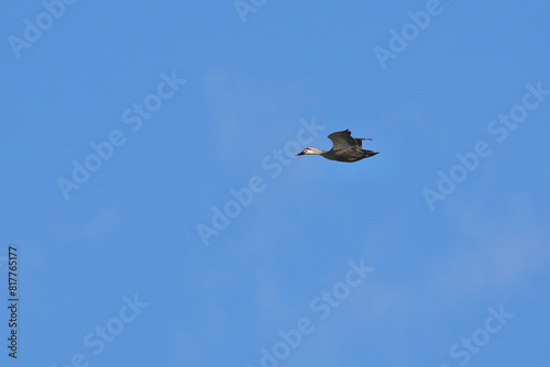 eurasian spoty billed duck in a field photo