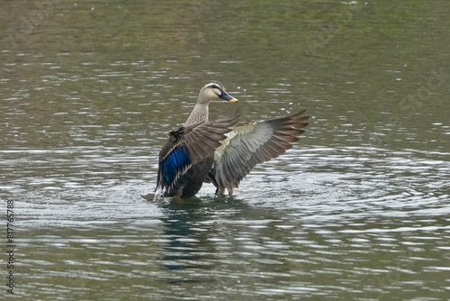 eurasian spoty billed duck in a field photo