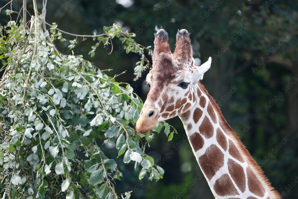 Obraz premium Giraffe in a lush and vibrant enclosure surrounded by foliage and shrubbery