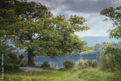 Scenic view of a tranquil lake in a peaceful forest setting in Kenmare, Kerry, Ireland photo