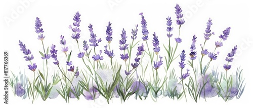 A set of watercolor of a field of lavender swaying in the breeze, soothing and mesmerizing, Clipart isolated minimal with white background