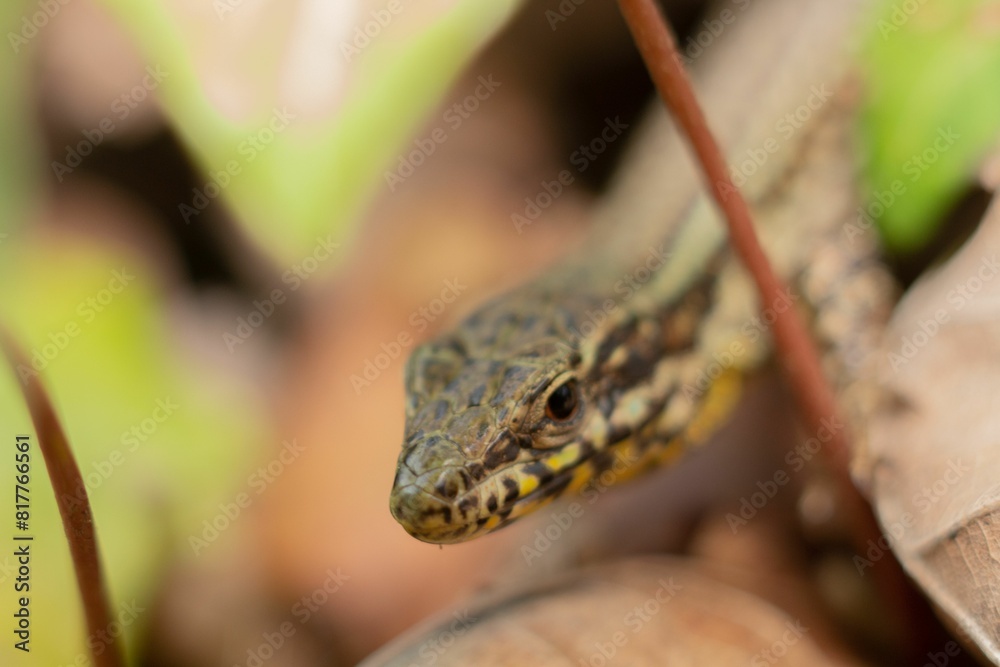 Obraz premium Closeup shot of a common wall lizard hidden among plants and leaves