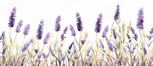 A set of watercolor of a field of lavender swaying in the breeze  soothing and mesmerizing  Clipart isolated minimal with white background