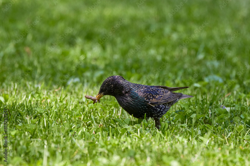 Obraz premium a starling through the grass looking for food.