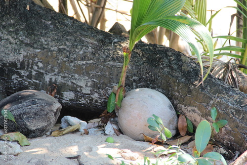 a stone is sitting among the trees on a beach by a rock photo