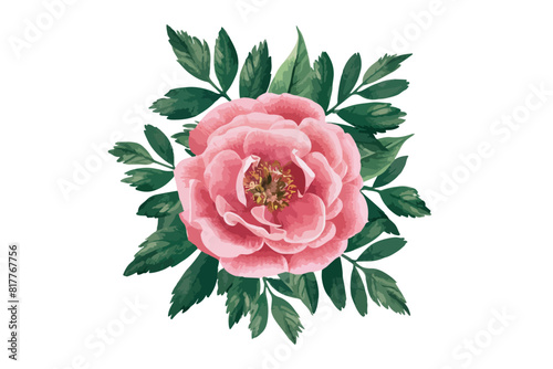 Watercolor pink flower clipart illustration and rose floral branch with green creeper leaves on white background. photo