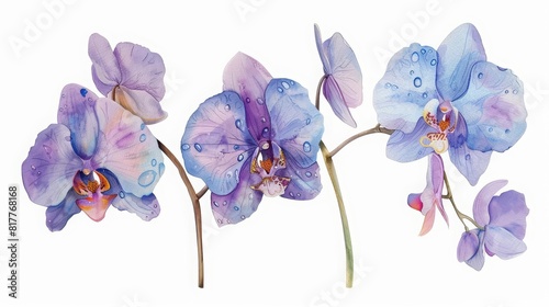 A set of watercolor of an exotic orchid, its delicate petals shimmering with dew, epitomizes elegance and rarity, Clipart isolated minimal with white background