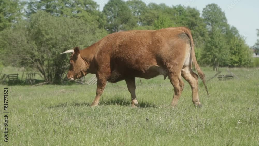 A cash cow walks through a pasture and chews grass. Grazing cows in a meadow in a paddock on a clear summer day. Raising livestock on a farm. A cash cow walks through a pasture and chews grass. Grazing cows in a meadow in a paddock on a clear summer day. Raising livestock on a farm.