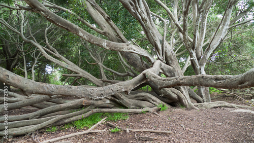 California Live Oak, Quercus agrifolia, at Santa Barbara