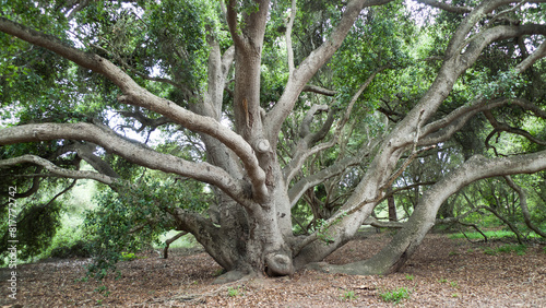 California Live Oaks, Quercus agrifolia, at Santa Barbara