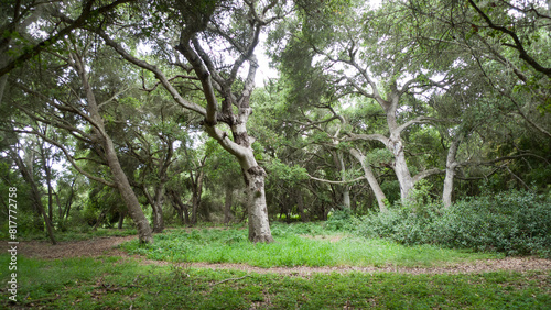 California Live Oaks, Quercus agrifolia, at Santa Barbara