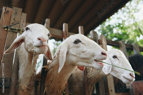 Three sheep sticking their heads out of a wooden fence with grass in front of them photo