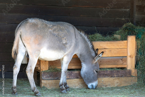 Adult donkey eating straw in a barn