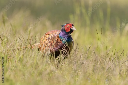a Beautiful male common pheasant in the nature habitat. Wildlife scene from nature. Phasianus colchicus. pheasant in the grass.