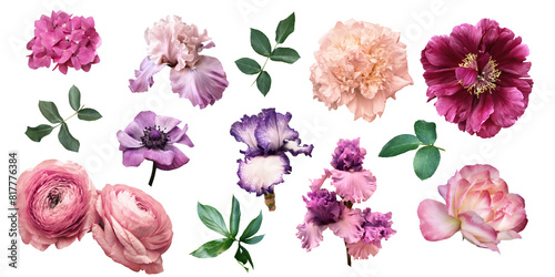 Fototapeta Naklejka Na Ścianę i Meble -  Flower clipart.  Rose, peony, anemone, ranunculus and iris isolated on a transparent background. Pink and purple floral elements png file. 