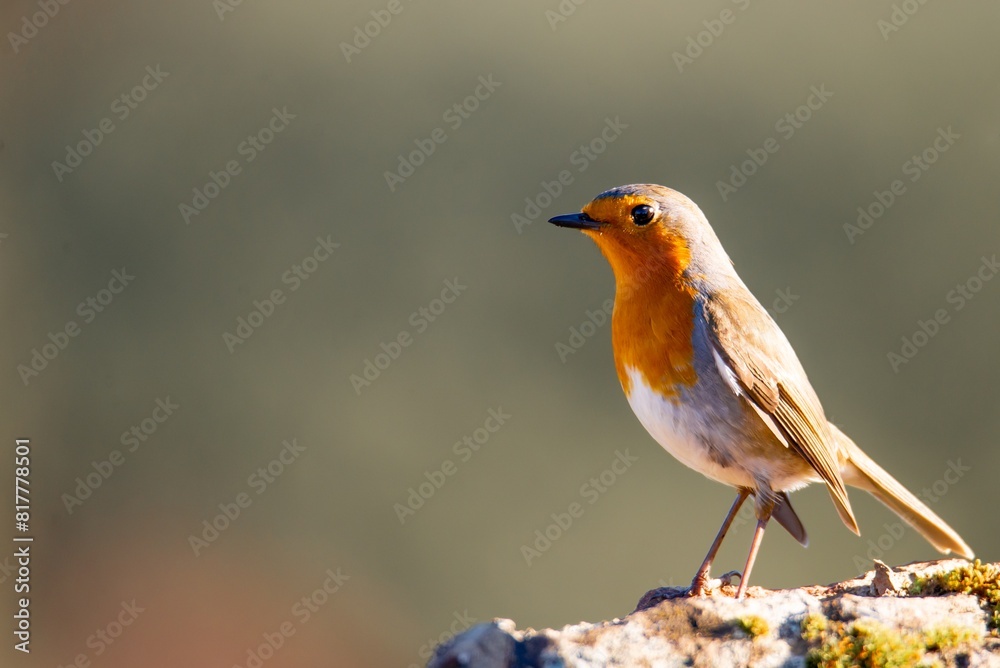 Eurosian robin perched atop a rocky outcrop in a natural outdoor environment Eurosian robin perched atop a rocky outcrop in a natural outdoor environment