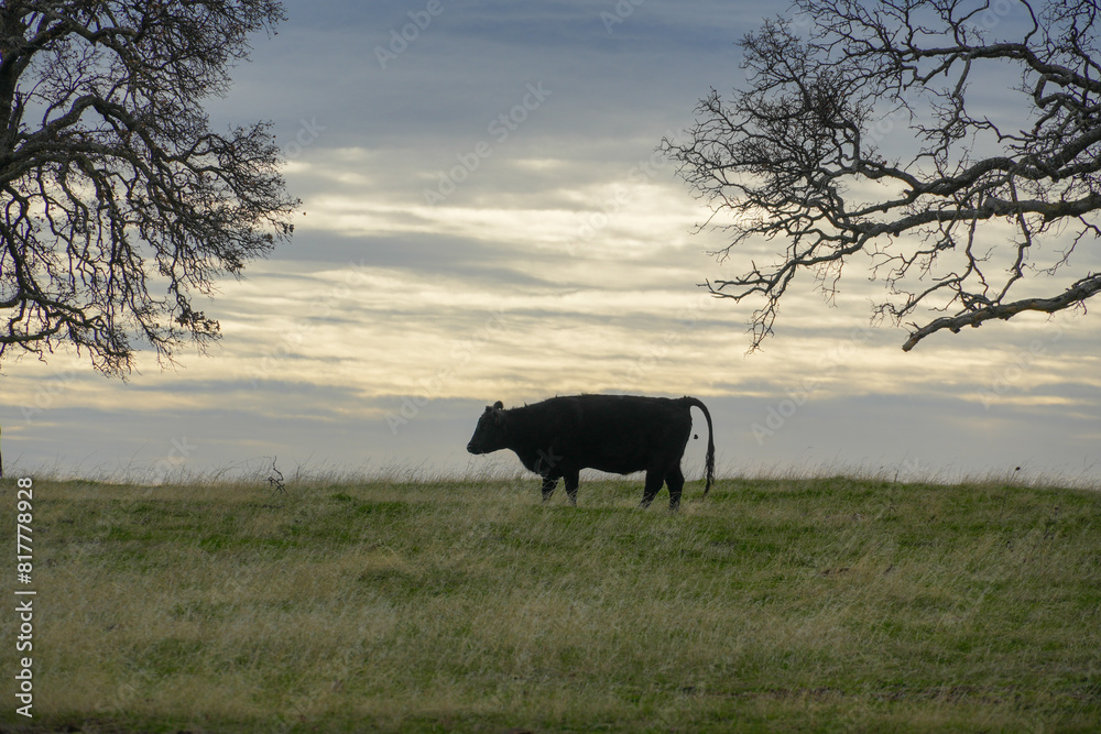 the black cow is standing in the grass with a few trees the black cow is standing in the grass with a few trees