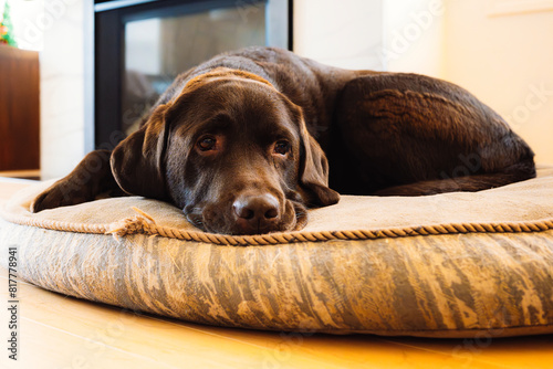 Photography Chocolate labrador lounging comfortably on a cozy pillow