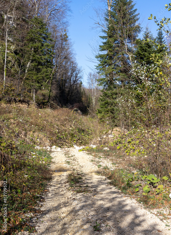 dirt road leading to the forest, autumn motif and the state of nature dirt road leading to the forest, autumn motif and the state of nature