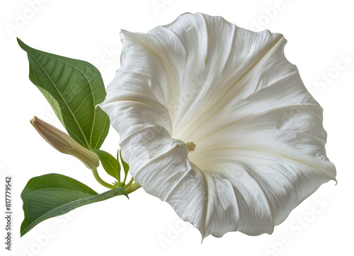 Elegant white datura flower with leaves, cut out - stock png.