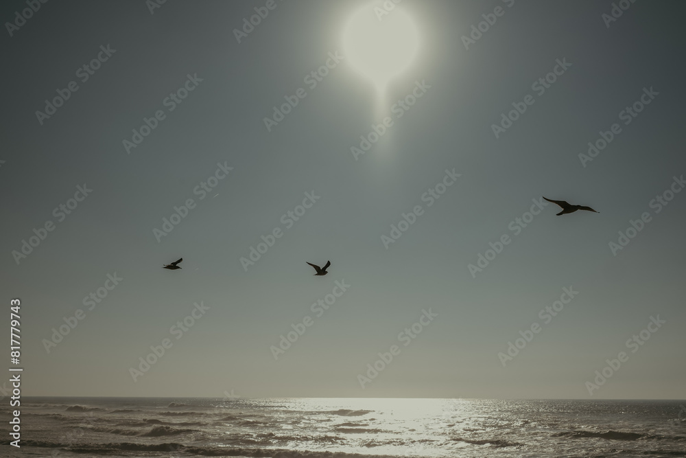 three birds flying above the ocean under a full moon over the water three birds flying above the ocean under a full moon over the water