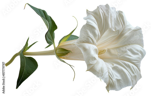 Elegant white datura flower with leaves, cut out - stock png.