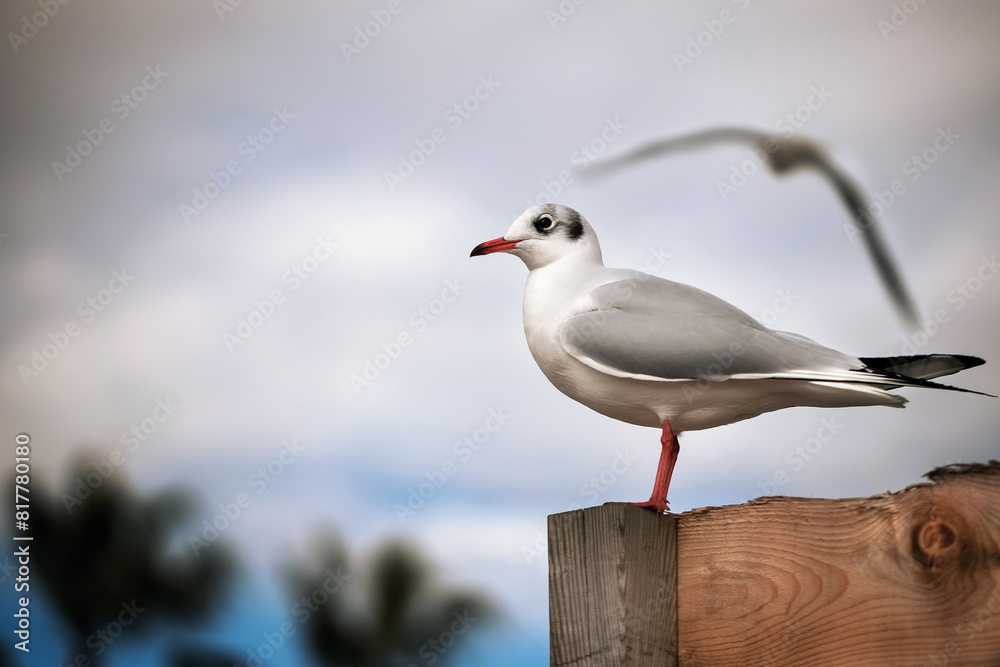 Obraz premium Common gull (Chroicocephalus ridibundus) perched atop a wooden fence post