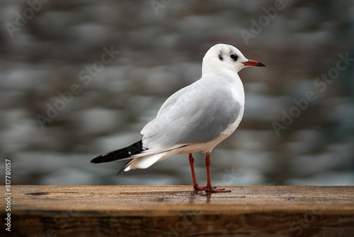 White common gull (Chroicocephalus ridibundus) perched a wooden table