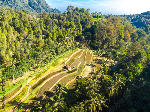 Obraz na płótnie Aerial view of a lush green terraced landscape with winding paths nestled among tropical trees