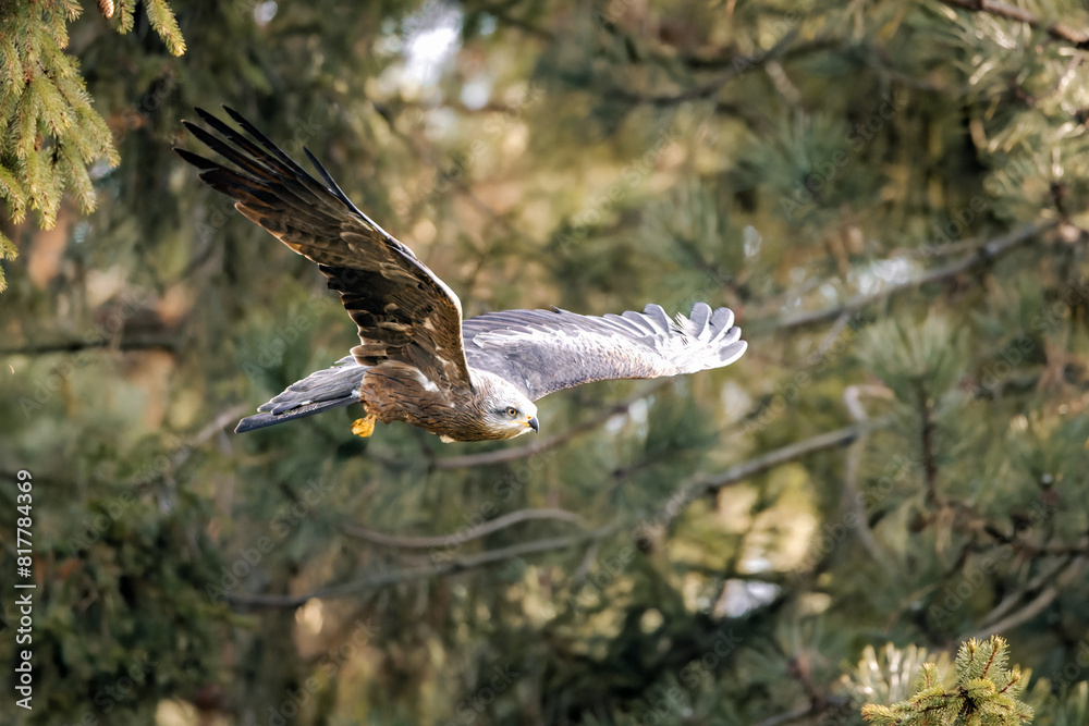 Obraz premium Closeup of a hawk soaring through a pine forest